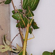 Carausius morosus
